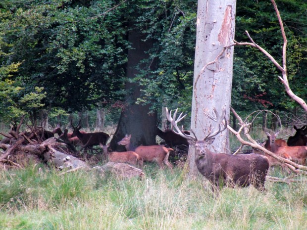 A large stag
