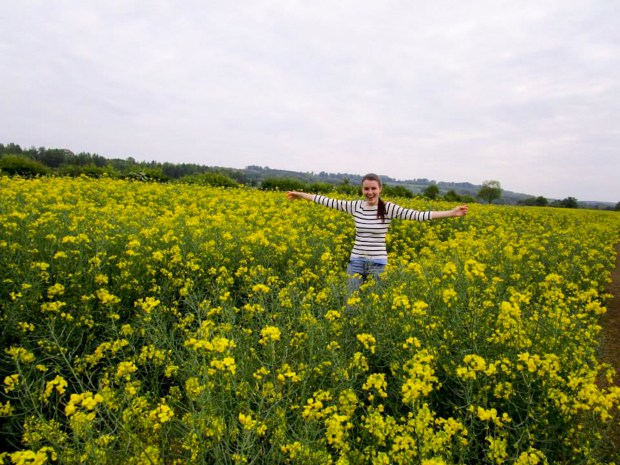 Yellow rapeseed flowers fields in the Cotswolds