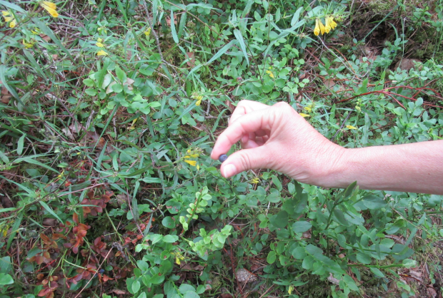 Screen Shot 2017-08-12 at 3.38.43 pm