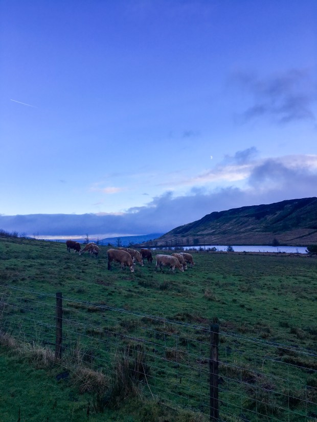 Blue skies over cows in a field
