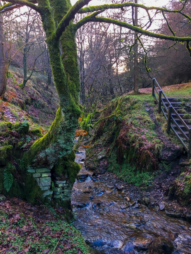 Fairy dwelling in here somewhere