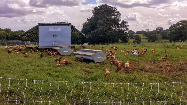 Chickens at the Farm at byron bay