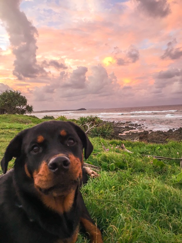 Rottweiler puppy enjoying the pink sunset at Cabarita beach
